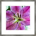 Stargazer Oriental Lily Framed Print