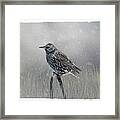Starling In Winter Framed Print
