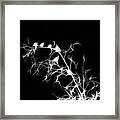 Starlings Night Framed Print