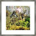 Starry Night Fantasy, Mountain Thicket Framed Print