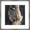 Steadfast In The Wind Framed Print