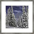 Steamboat Springs Trees 1 Framed Print