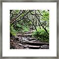 Steps Into The Enchanted Forest Framed Print