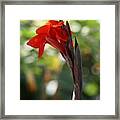 Red Canna Lily Framed Print