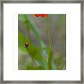 Still Life In Madrid Framed Print