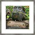 Stop And Smell The Grass Framed Print