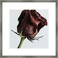 Stop And Smell The Rose Framed Print