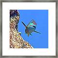 Stoplight Parrotfish 2 Framed Print