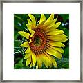 Straight Up Sunflower Framed Print