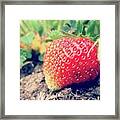 #strawberry #yummy #food #delicious Framed Print
