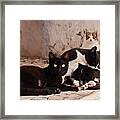 Street Cats - Portugal Framed Print