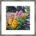 Street Tulips Framed Print