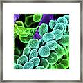 Streptococcus Bacteria - Colored Scanning Electron Micrograph. Framed Print