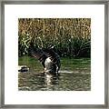 Stretching My Wings Framed Print