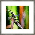 Striped Dragonfly Framed Print