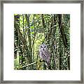 Strix Varia Adult Framed Print