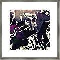 Stroller Series 10 Framed Print