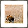 Strut Framed Print