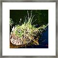 Stump Art 11 Framed Print