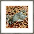 Stumpy The Squirrel Framed Print