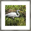 Stunning Egret Framed Print