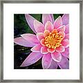 Stunning Water Lily Framed Print