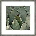 Succulent - Morocco Framed Print