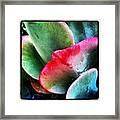 #succulent #plantlife #plantporn Framed Print