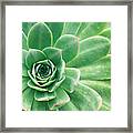 Succulents Ii Framed Print