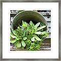 Succulents In A Bucket Framed Print