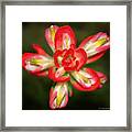 Sugar Frosted Paintbrush Framed Print