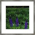 Sugar Hill Lupine Sunrise Framed Print