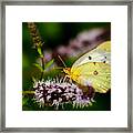 Sulphur Butterfly Framed Print
