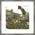 Sultry Squirrel Framed Print
