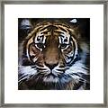 Sumatran Tiger Framed Print
