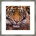 Sumatran Tiger Framed Print