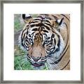 Sumatran Tiger Framed Print