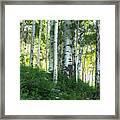 Summer Aspen Forest Framed Print