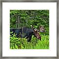 Summer Bull Framed Print