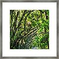 Summer Canopy Framed Print