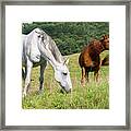 Summer Evening For Horses Framed Print
