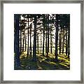 Summer Evening In The Forest Framed Print