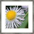 Summer Flower Framed Print