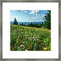 Summer Flowers In The Highlands Framed Print