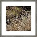 Summer Grasses Framed Print