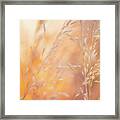 Summer Mornings Framed Print