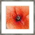 Summer Poppy Framed Print