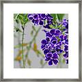 Summer Purple Bloom Framed Print