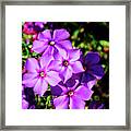Summer Purple Phlox Framed Print