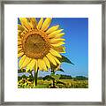 Summer Sunflower Framed Print